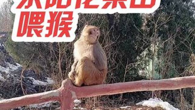 荥阳“花果山”这个小景点可以喂猴，新景点，人不多，需要开车进去。#喂猴 #花果山 #过年去哪里玩 #