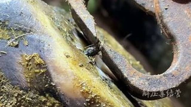 牛蹄又不小心踩到了钉子里，情况很紧急#解压#修牛蹄