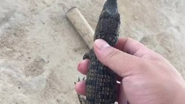 #今天长这样 #人工养殖鳄鱼 #爬宠 #异宠 #鳄鱼