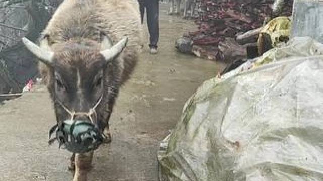 牛仔还会答应#田园生活 #记录我的乡村生活 #放牛的生活