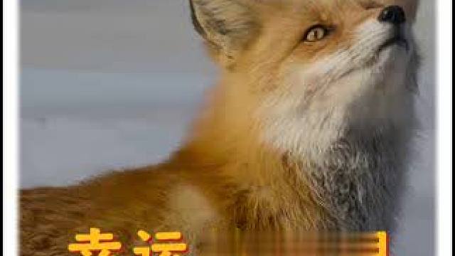 幸运的狐狸！ 雕雕相争，狐狸得利#动物世界 #内容启发搜索 #狐狸 #动物解说 #万物皆有灵性