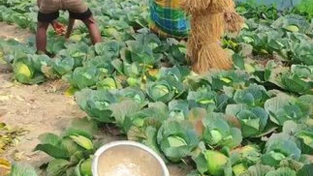 田园生活乐趣多 #纯天然绿色蔬菜 #辛勤劳动者记录农村生活 #田园生活乐趣多 #体验原生态美食的乐趣