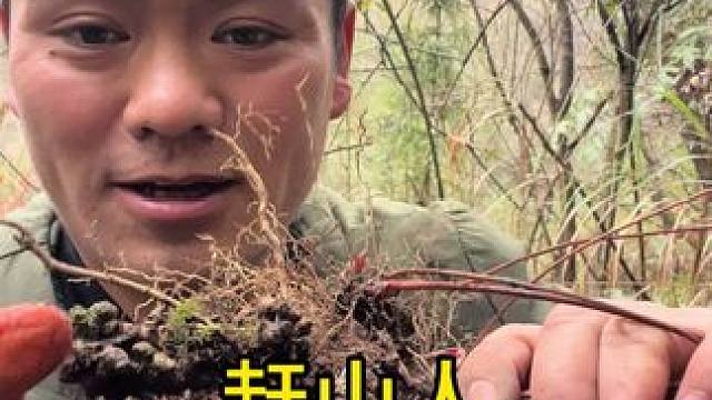 赶山人的第一天，看下都在山上发现哪些好宝贝。#真实户外 #原创视频 #大自然的馈赠 #草本植物 #记