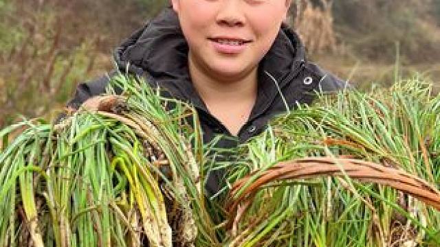 今天挖了很多野藠头，配着肥腊肉真是太下饭了 #美食 #农村生活 #农村美食