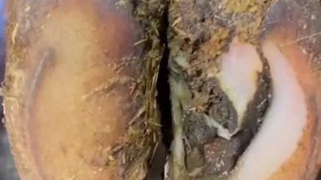 形状这么标准的牛蹄里面居然裂开了#解压#修牛蹄