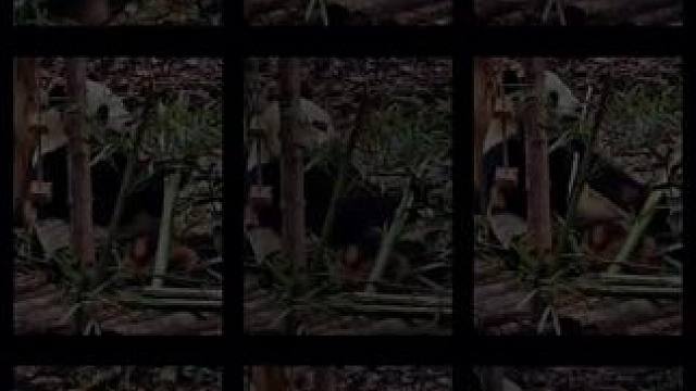 #熊猫宝宝 太可爱了吧