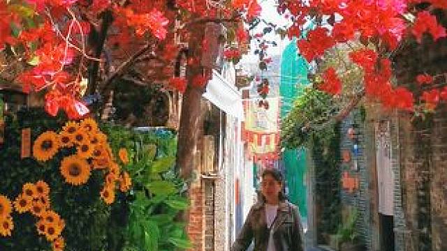 三角梅 红艳艳 漫步小巷#三角梅