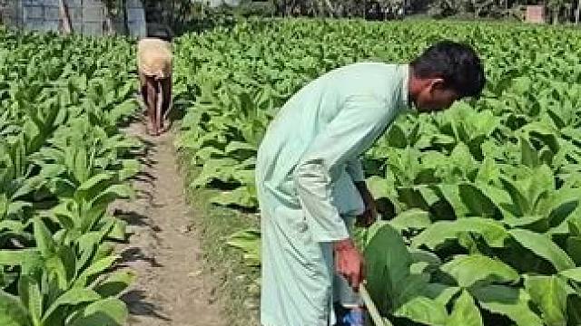 哈哈 #辛勤劳动者记录农村生活 #自己种的纯天然的绿色蔬菜 #田园生活乐趣多 #这就是农村的生活 #