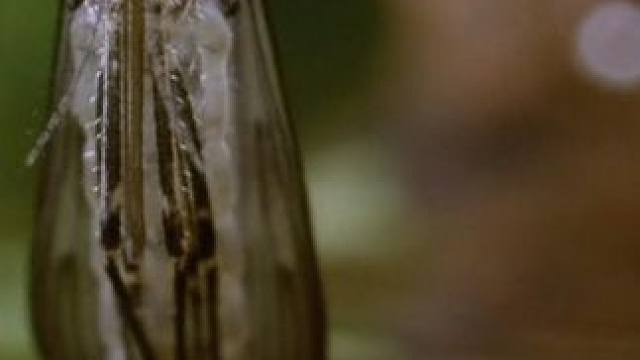 世界上最致命的微型杀手 #动物世界 #微观世界 #科普