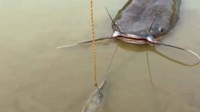 鱼#鱼 #好大一条鱼 #观赏鱼