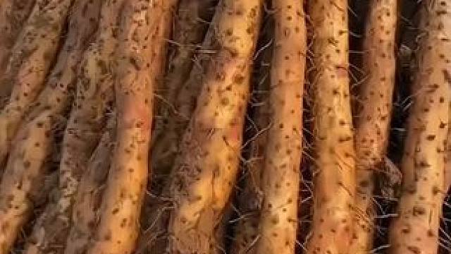 好吃不贵做法多多，新鲜现挖的铁棍山药，每天来一根营养满满，大人小孩都爱吃 #铁棍山药 #吃铁棍山药的