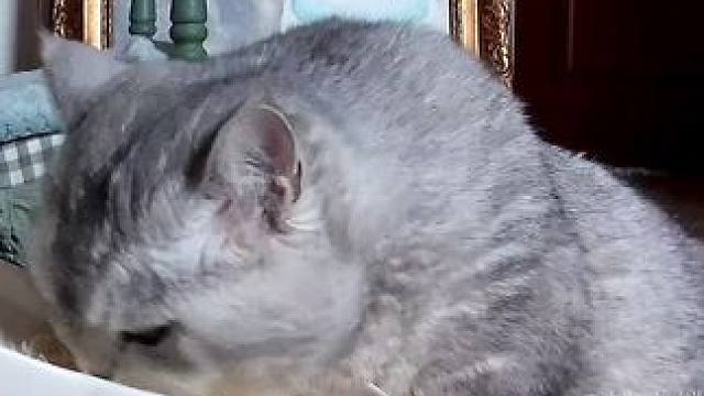 你这个小肚子咋能装这么多吃的呢 #小猫咪是看不腻的 #铲屎官的乐趣 #煤气罐小猫咪天花板