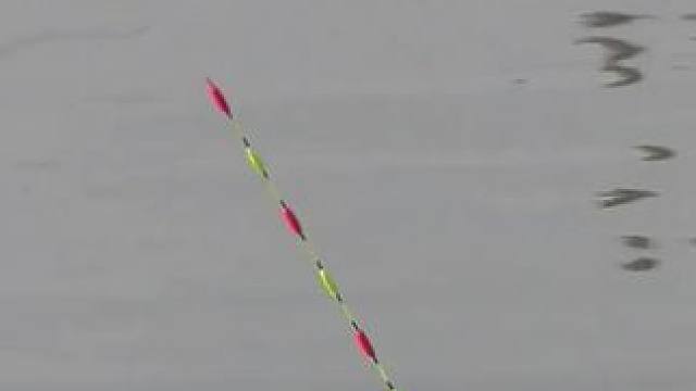 青鱼吃口。#黑坑青鱼 #钓青鱼 #钓鱼 #钓鱼人就是这么疯狂