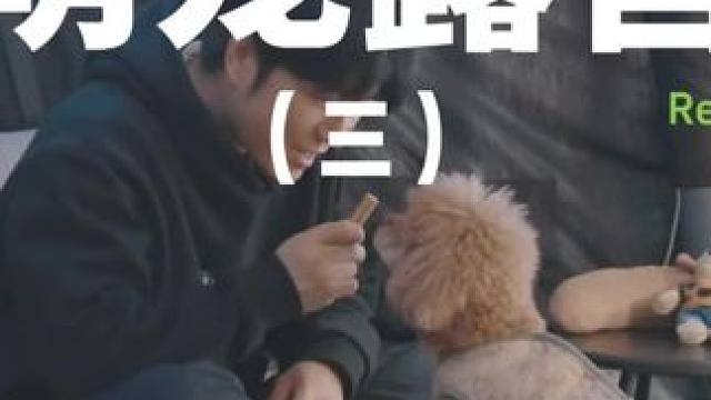 萌宠露营（三）#露营 #解压 #助眠 #萌宠 #户外露营