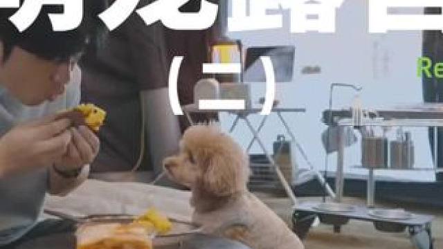 萌宠露营（二）#露营 #解压 #助眠 #萌宠 #户外露营