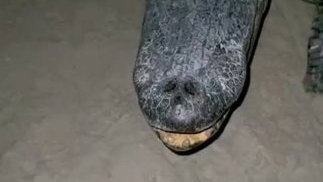 #动物世界 #鳄鱼