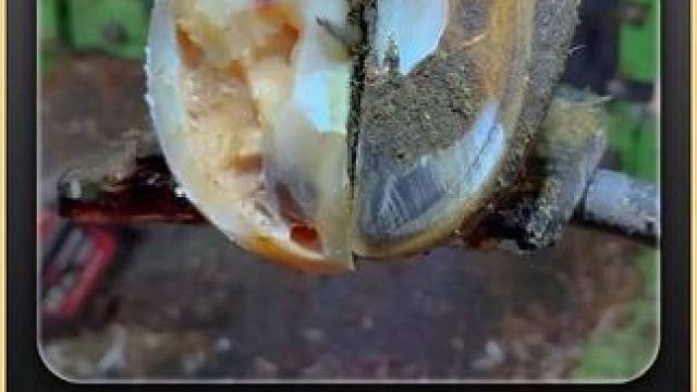 新粉还在惊奇不已，老粉早已杯子吸管走起 #解压 #助眠 #治愈 #修蹄 #强迫症