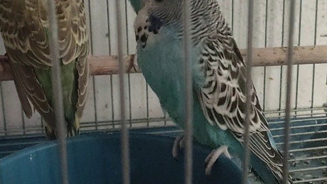 欧血大头鹦鹉小崽子