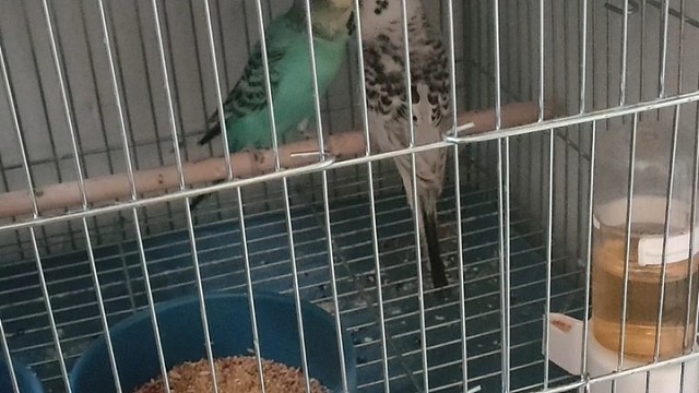 国血大头虎皮鹦鹉