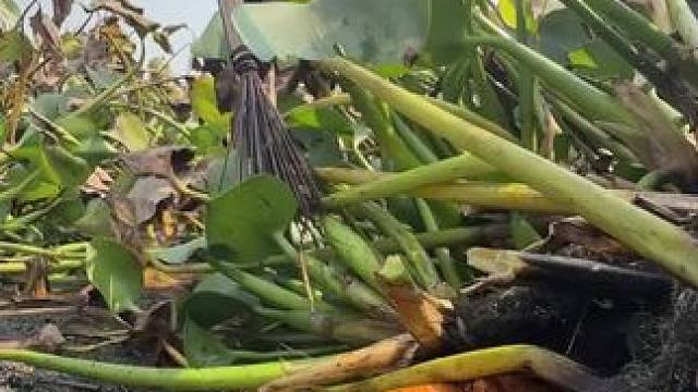 一起来抓鱼#抓鱼 #户外抓鱼 #原来抓鱼也可以很轻松