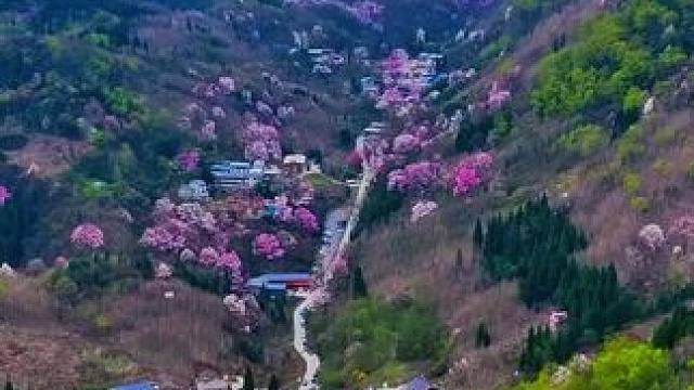 国内最大的野生辛夷花境地，江油吴家后山，#好看的花一定要分享给你 #又到了赏花拍照的季节 
#春天一