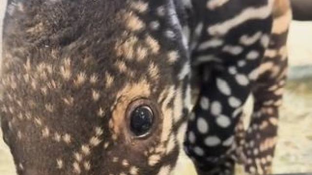 小马来貘 #国外视频分享 #野生动物零距离 #奇妙的动物