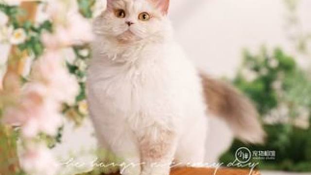 #春日萌宠摄影大赛 #小猫治愈世界 #仙女猫 #猫咪写真 #郑州宠物摄影 救命！我好像看见仙女了