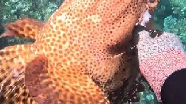 #海洋生物 #动物世界 #水生动物 #海底真实视频 