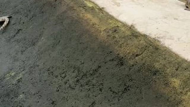 弯鳄#鳄鱼养殖场 #非专业人士请勿模仿