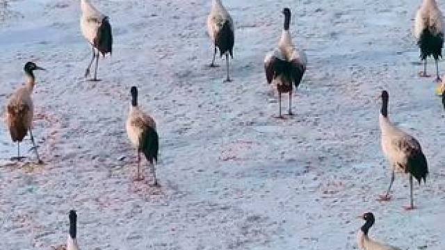 嘿，我是黑颈鹤，也叫作高原仙子，在藏文化里我们是幸福和长寿的象征哦！#高原仙子#黑颈鹤#神奇动物在这