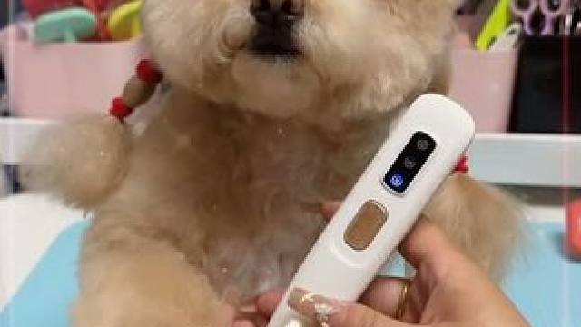 给宝贝局部精修后干净漂亮好打理， 平时给家里毛孩修剪，选一款好用的电推剪真的很重要，怼着皮肤都提不破