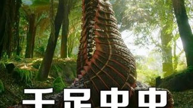 地球上最大的节肢动物 #动物世界 #万物可爱计划 #动物的迷惑行为 #一代人有一代