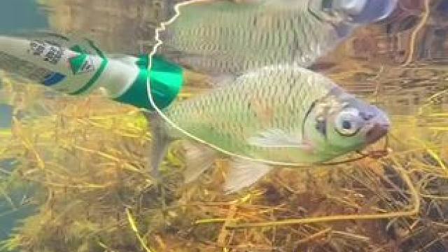 鱼儿在水里游#真实户外 #鱼儿自由自在的水中游 #鱼儿水中游 #鱼