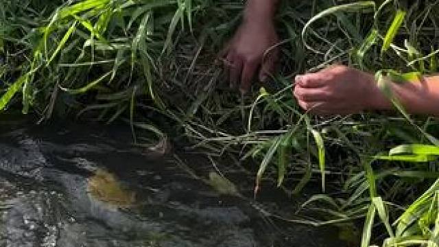 抓鱼了#抓鱼#逮鱼摸虾 #抓鱼大哥抓大鱼