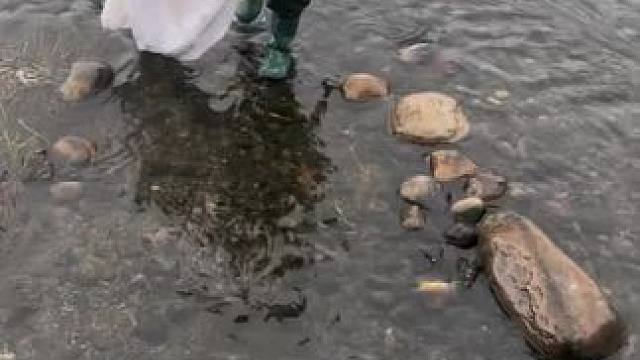 轻轻松松又抓到一条大鱼#抓鱼#户外抓鱼