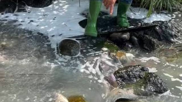 抓鱼#户外抓鱼#抓鱼