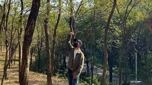 看到小树林试试这样拍太美了#手机摄影 #拍摄技巧 #小树林 #治愈系 #治愈系风景