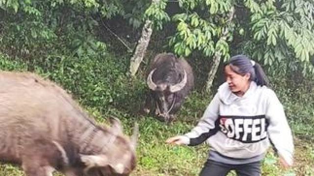 牛仔不给我骑它，还吓唬我#记录我的乡村生活 #放牛的生活 #田园生活