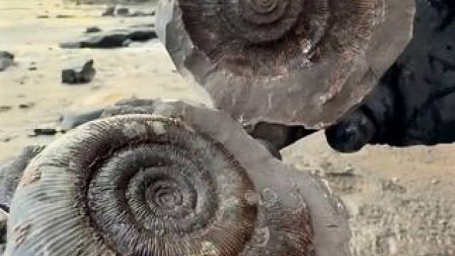 亿万年前的菊石化石 #国外视频分享 #史前生物 #古生物化石 #化石