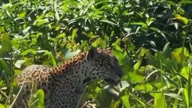 美洲豹捕食鳄鱼 #国外视频分享 #野生动物零距离 #奇妙的动物