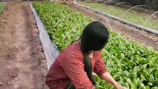 #山卡卡里的农村大姐学费了开直播每天收获满满您还在恐播怕播不敢开播开播了不知说什么吗#记录真实生活 