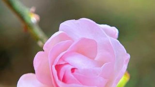 如何用手机拍出数码相机效果，只需要准备一个微距镜头，手机秒变单反#手机摄影 #拍花技巧 #梅花 #微