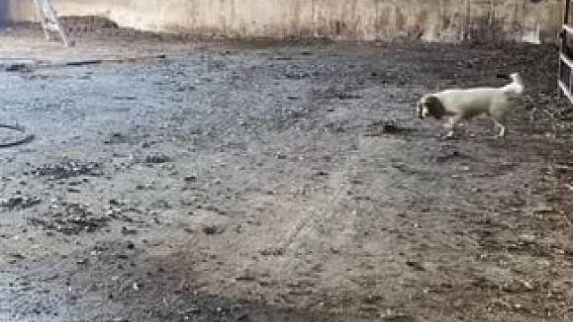 我发布了一个新视频，快来围观吧！