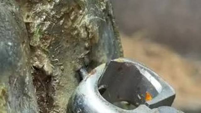 扎钉子居然还不是最严重的一只#解压 #修牛蹄