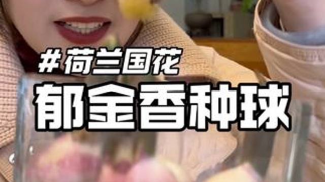 二月份种下郁金香种球，三月份就能收获美美的花#郁金香种球 #春天种一束郁金香吧 #爱生活爱养花 #养