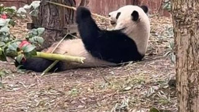 当世界在狂奔，这个黑白哲学家正在教我们：嚼得动的才叫日子，咽得下的方为本味。#远离城市的喧嚣 #熊猫