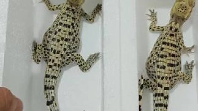 #人工养殖鳄鱼 #爬宠 #哪吒