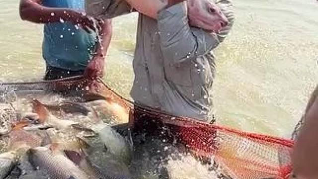 好大一条鱼#今天的收获#鱼获满满