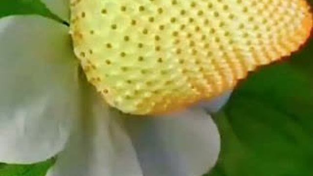 原来草莓种植还可以这么简单！ #盆栽草莓种子 #种草莓 #草莓 #草莓种子 #三农