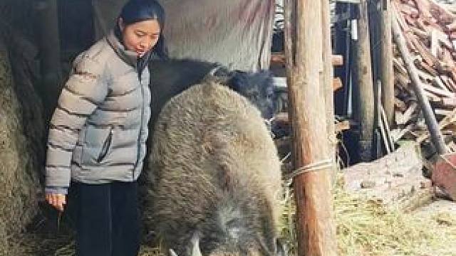 #记录我的乡村生活 #田园生活 #放牛的生活